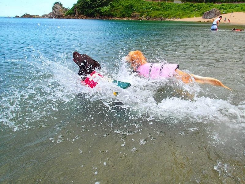 青井浜ワンワンビーチ