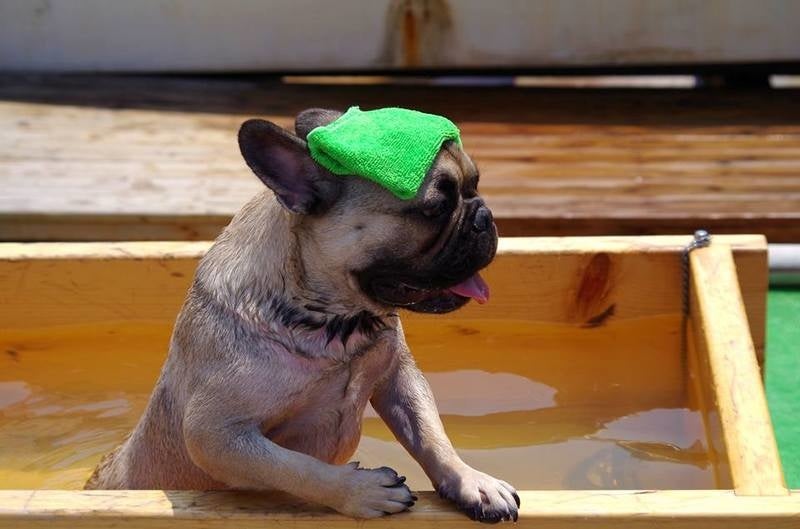 ワンちゃん専用の温泉もある