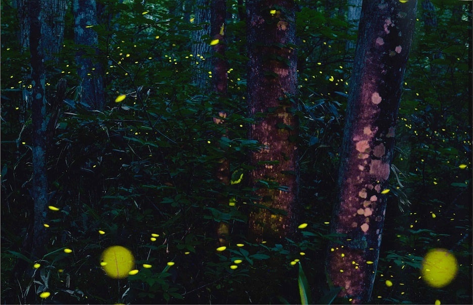 はかなくも強い光を灯して飛びかうヒメボタルの乱舞は短い夏の夜の風物詩です。（網張ビジターセンター提供）