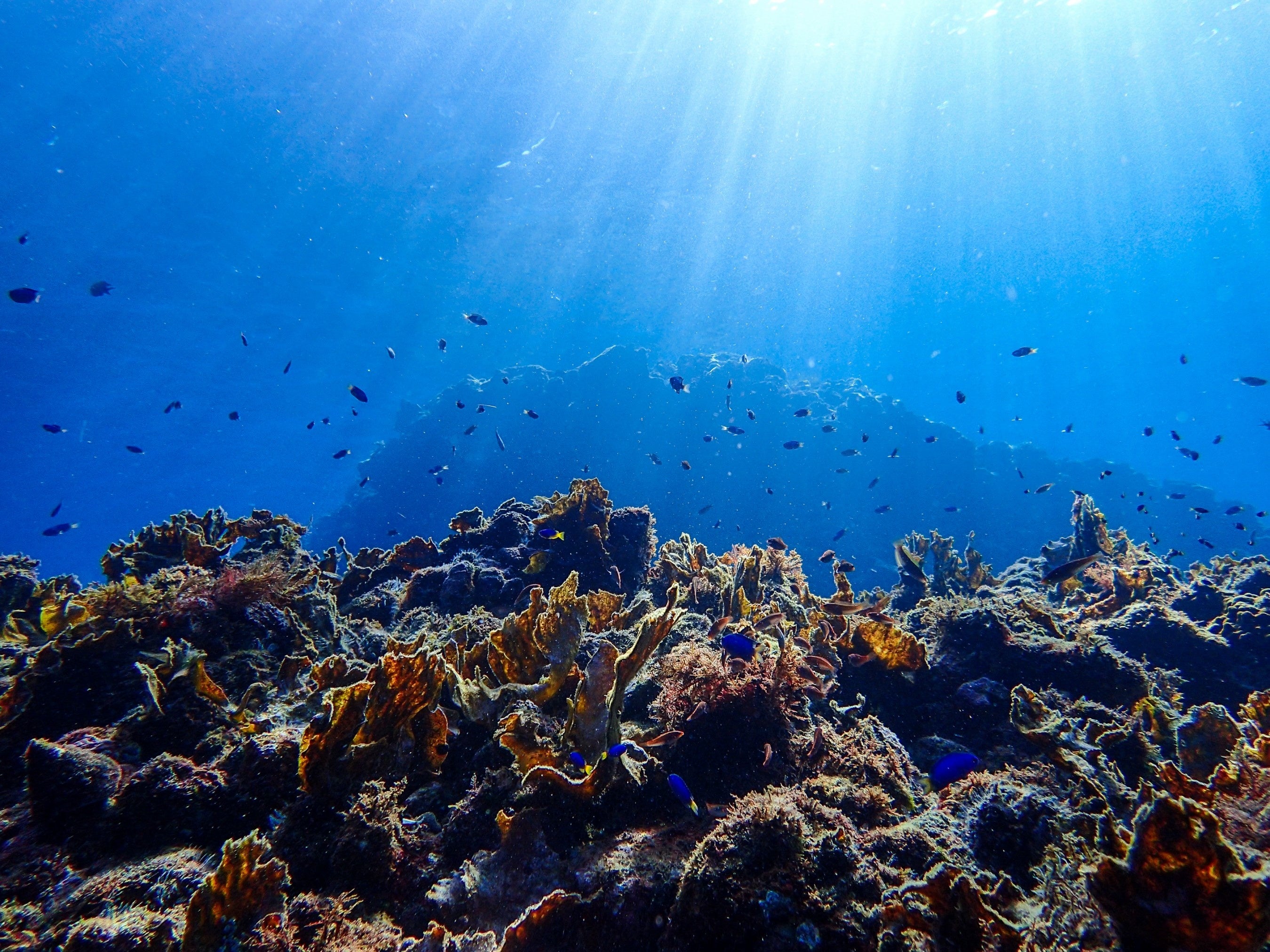 シュノーケリングの聖地「ヒリゾ浜」は抜群の透明度！