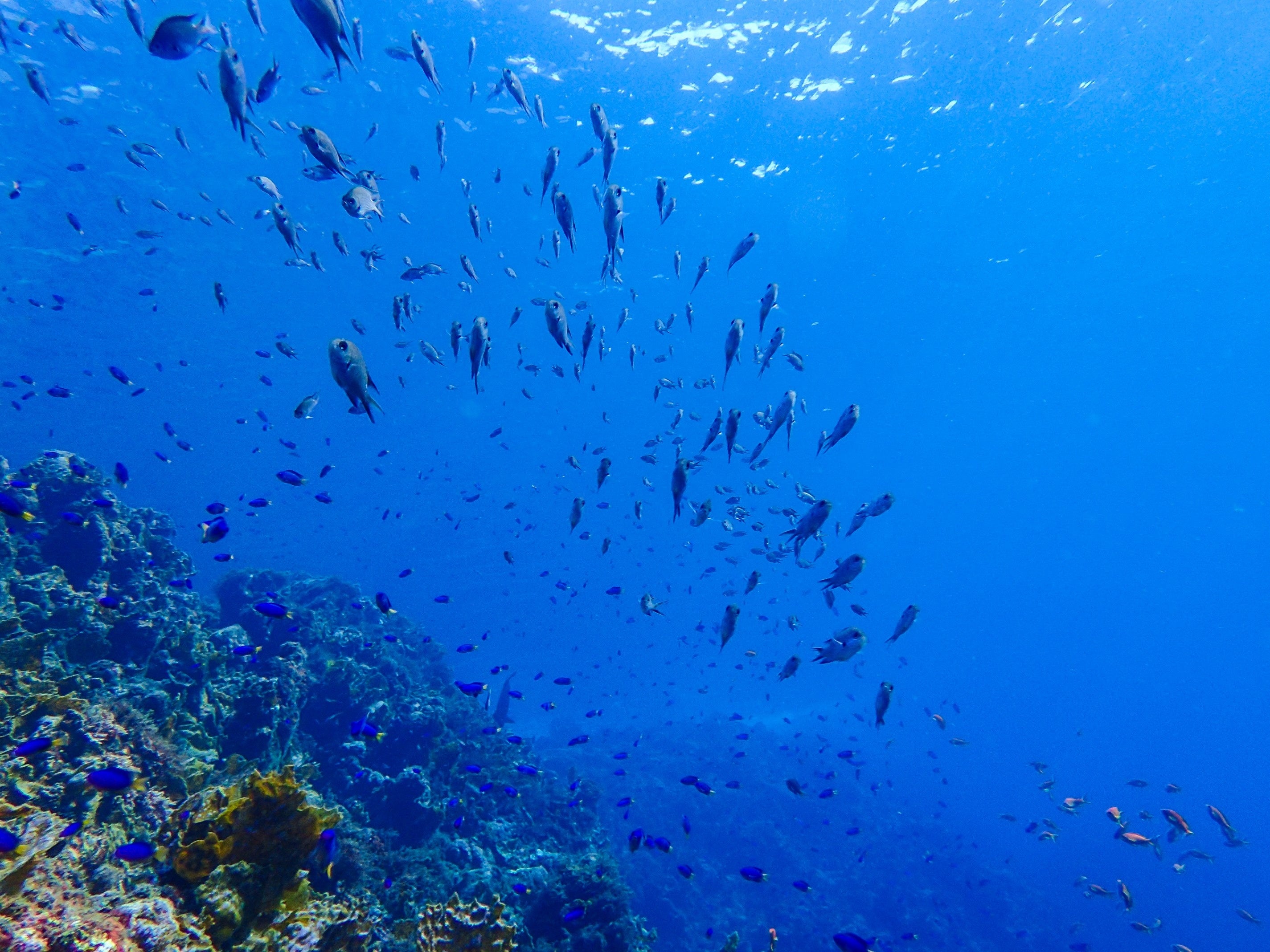 魚たちも間近に