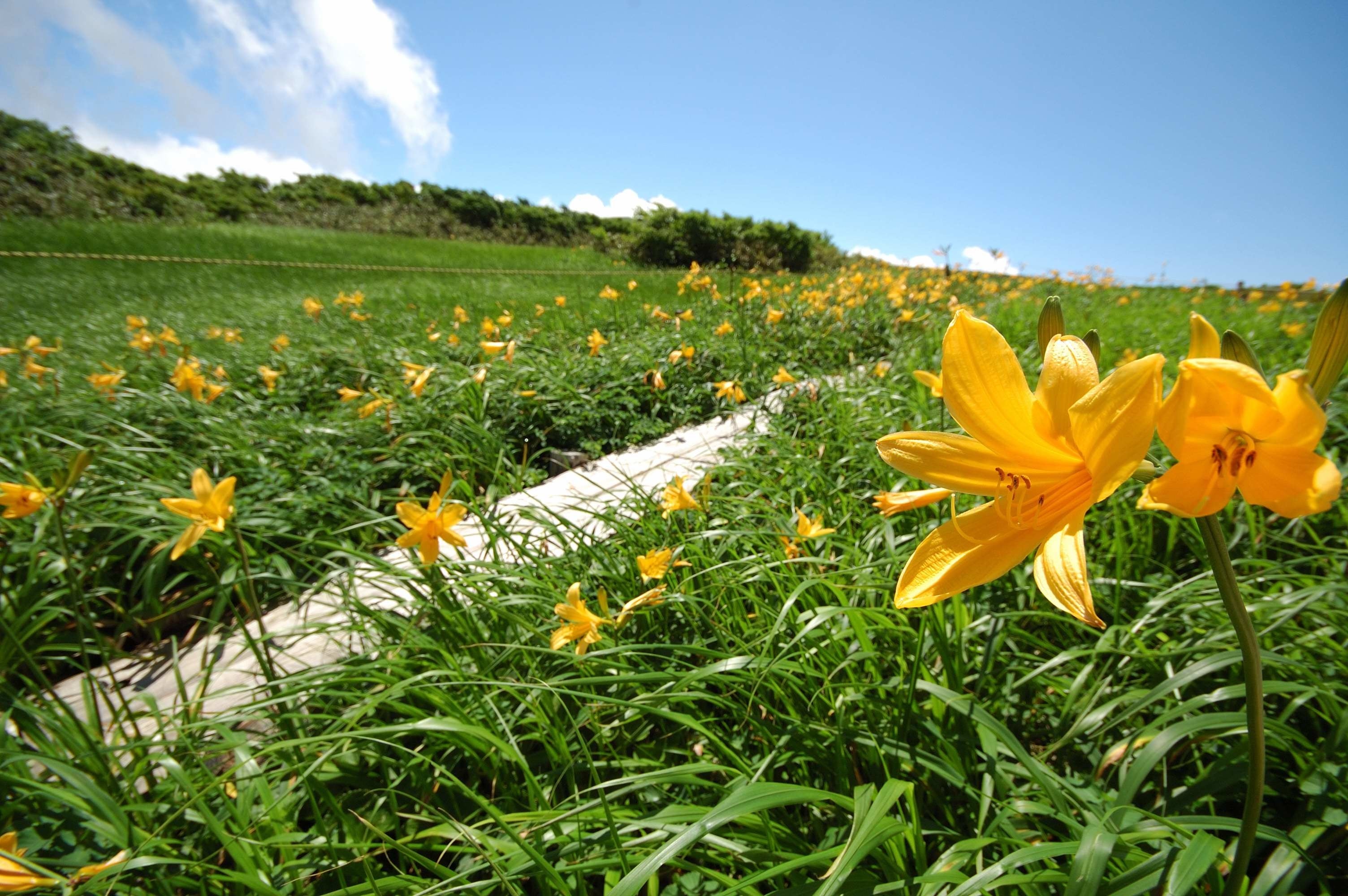 月山８合目弥陀ヶ原湿原木道