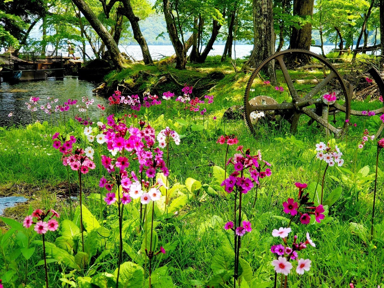 新緑の奥日光を色鮮やかに彩る クリンソウ が見頃 聖地 千手ヶ浜に広がる幻想的な風景 休暇村日光湯元 ホテルから赤沼まで無料送迎バスを運行 自然にときめくリゾート 休暇村のプレスリリース 新緑の奥日光を色鮮やかに彩る クリンソウ が見頃 聖地 千手ヶ浜に広がる幻想的な風景 休暇村日光湯元 ホテルから赤沼まで無料送迎バスを運行 自然にときめくリゾート 休暇村のプレスリリース