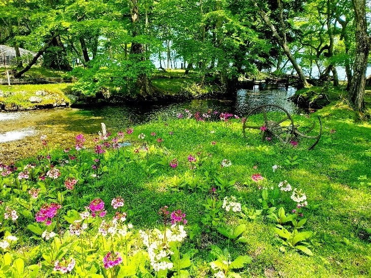 この時期だけの幻想的な風景