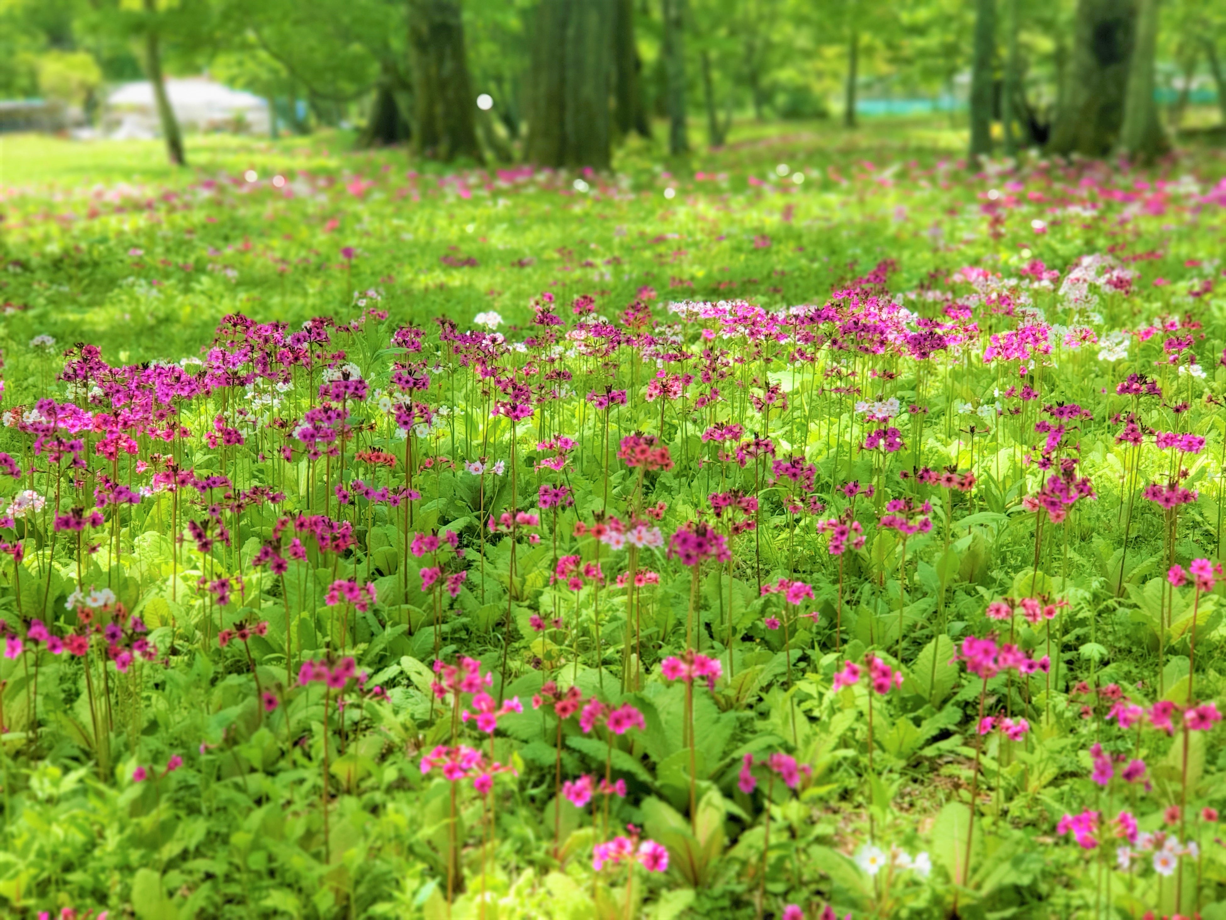 新緑の奥日光を色鮮やかに彩る「クリンソウ」が見頃 聖地・千手ヶ浜に