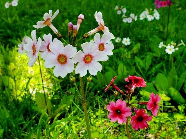 色とりどりの花を咲かせるクリンソウ