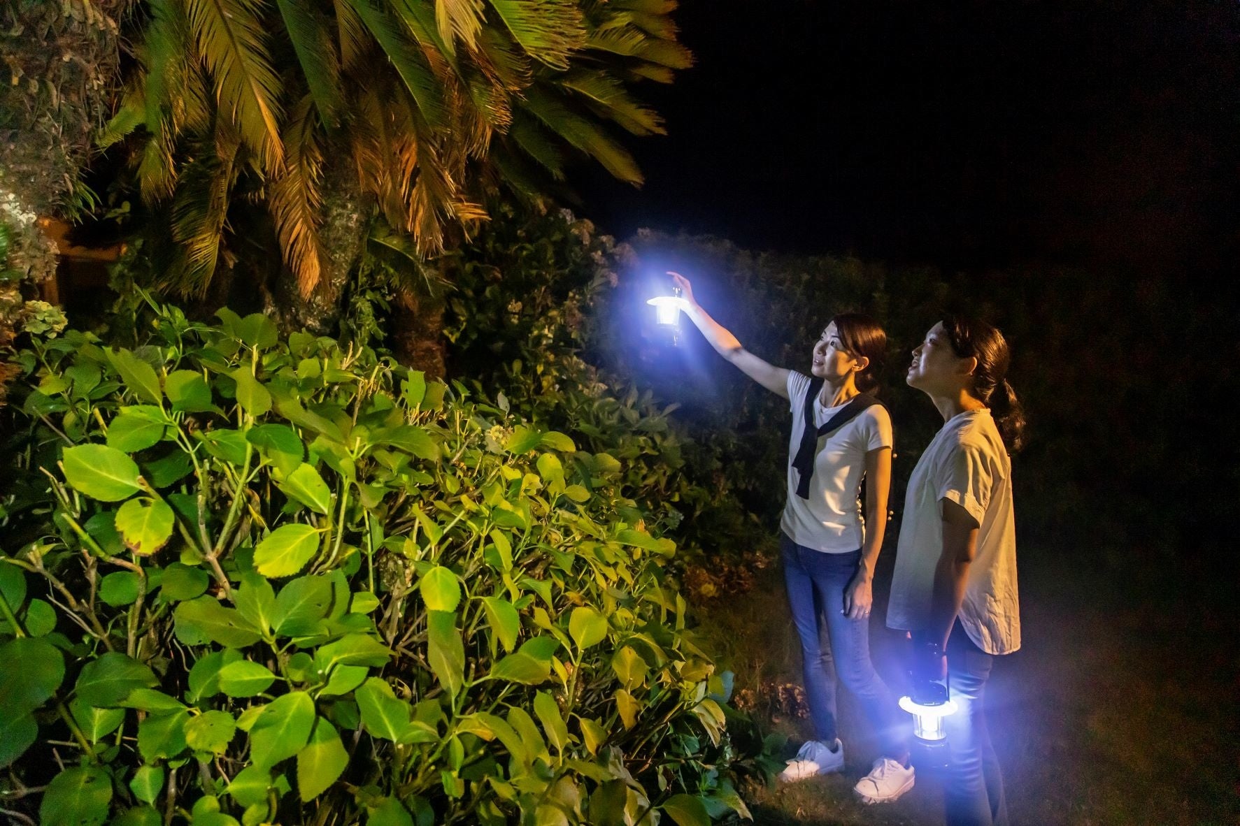 たまにカブトムシやクワガタが見つかることも！