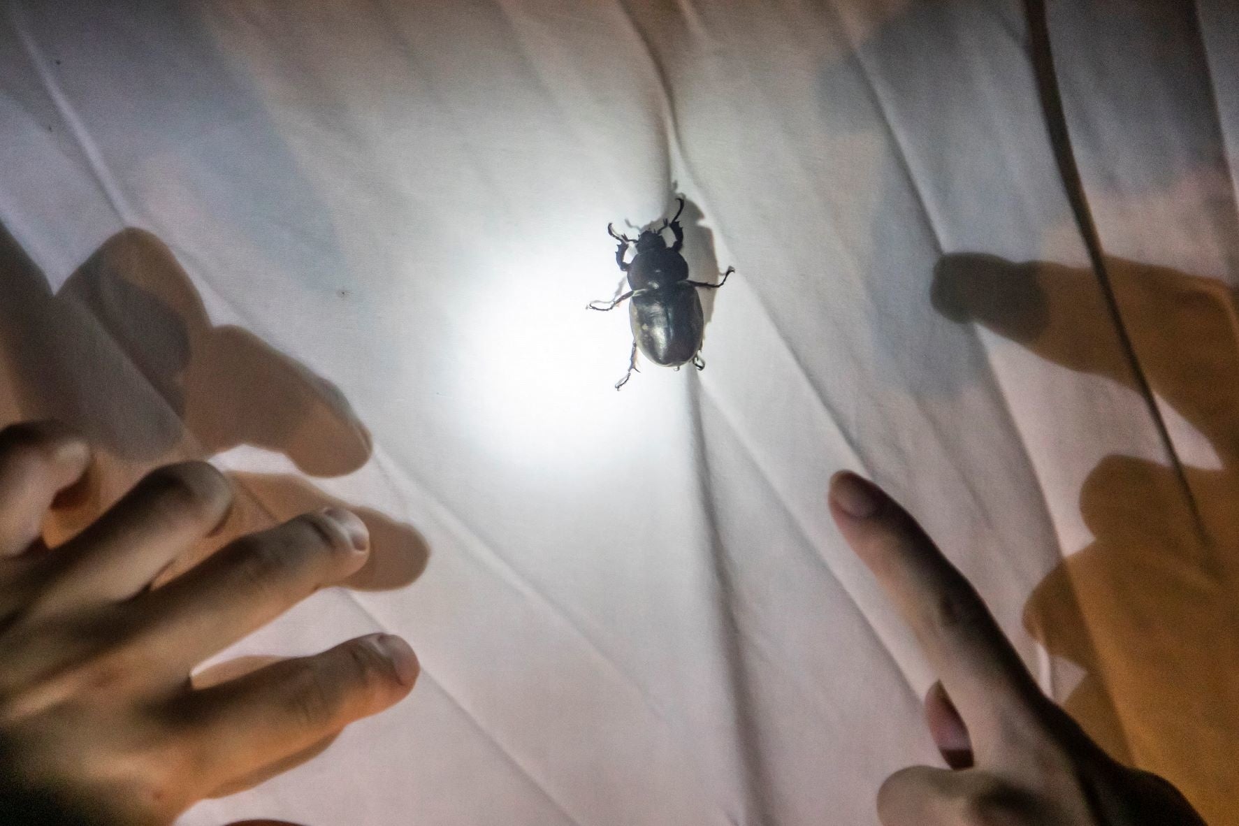 ライトトラップを仕掛けて集まる昆虫を観察