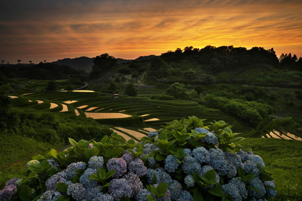 2021年度入賞作品「この旅の一枚部門」ＣＡＰＡ賞　棚田暮色／笠井 忠