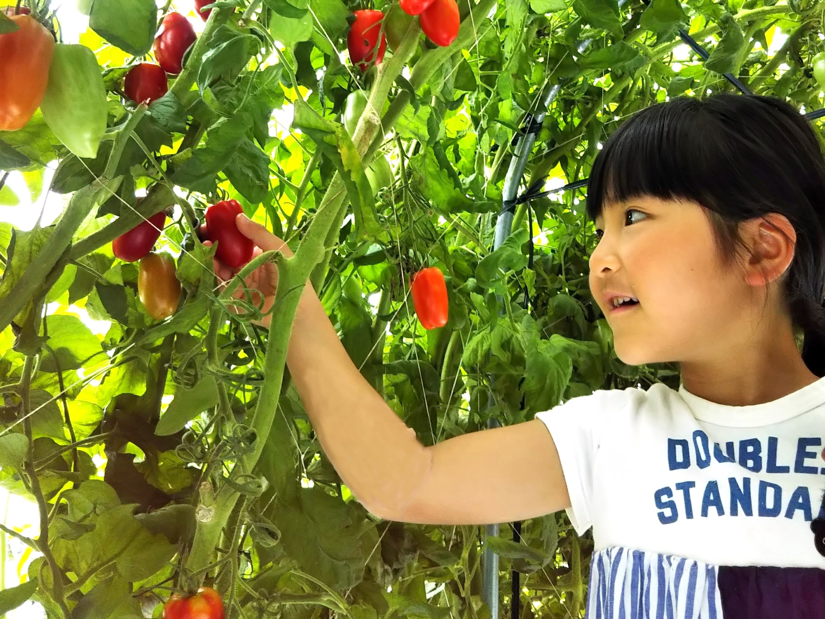 新鮮な高原野菜を自分で収穫できるとびっきりの体験