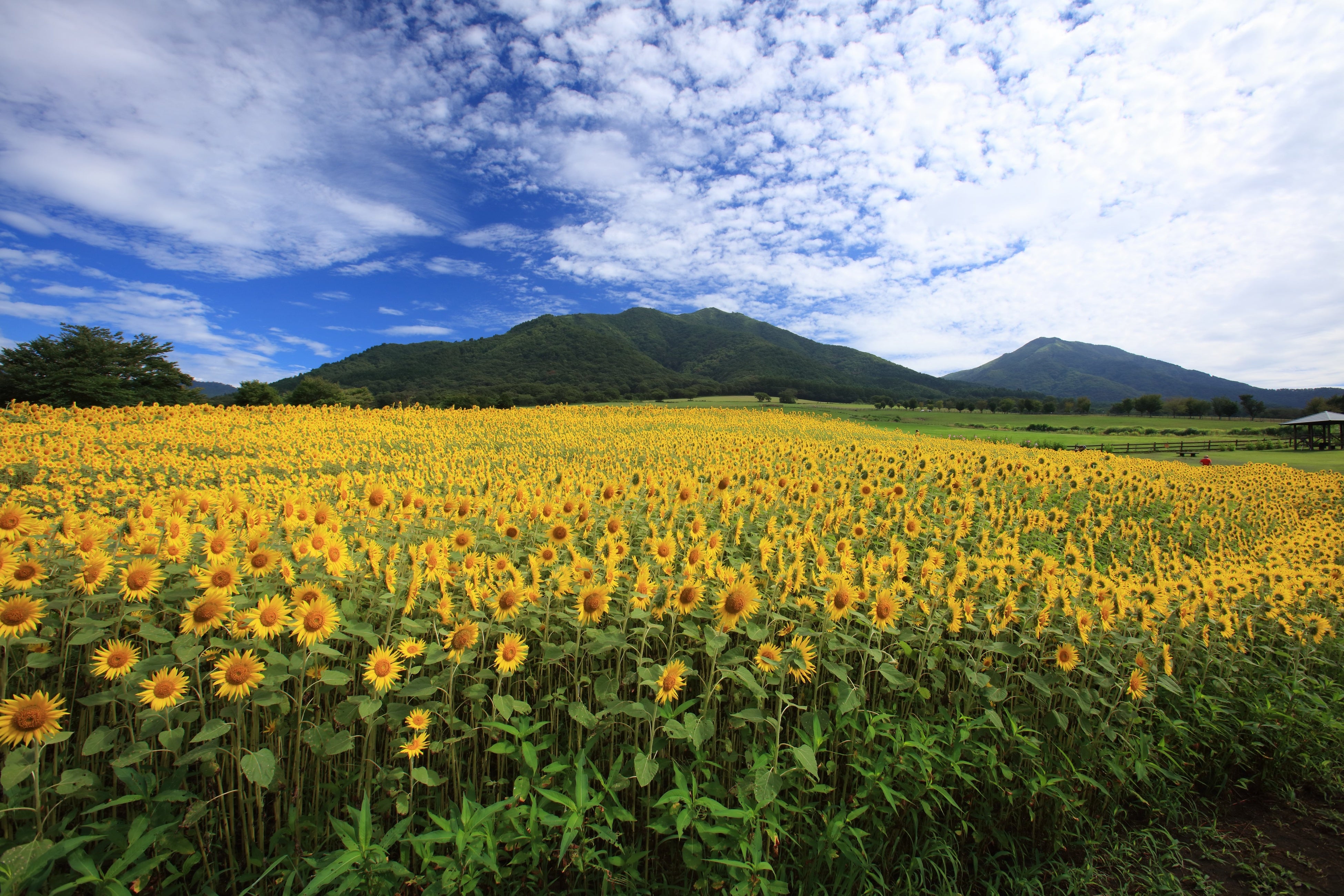 蒜山ジャージーランドのひまわり