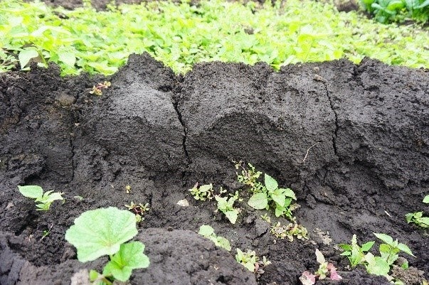 栄養豊かな黒い土(黒ボク土)