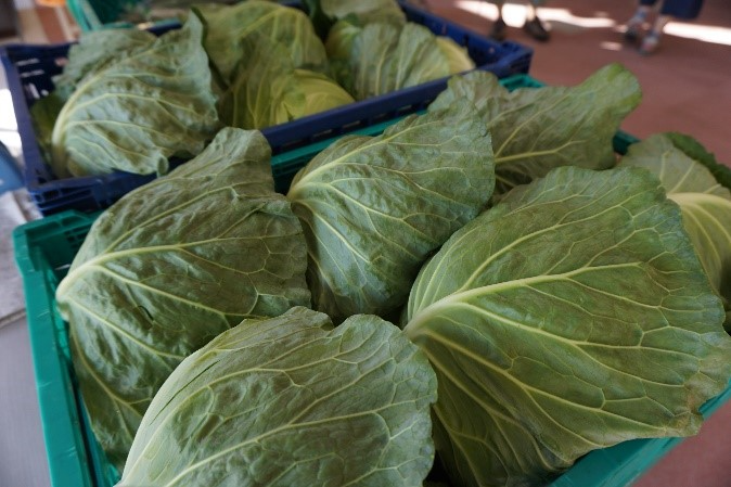 こんなに大きくても一つ１２０円！