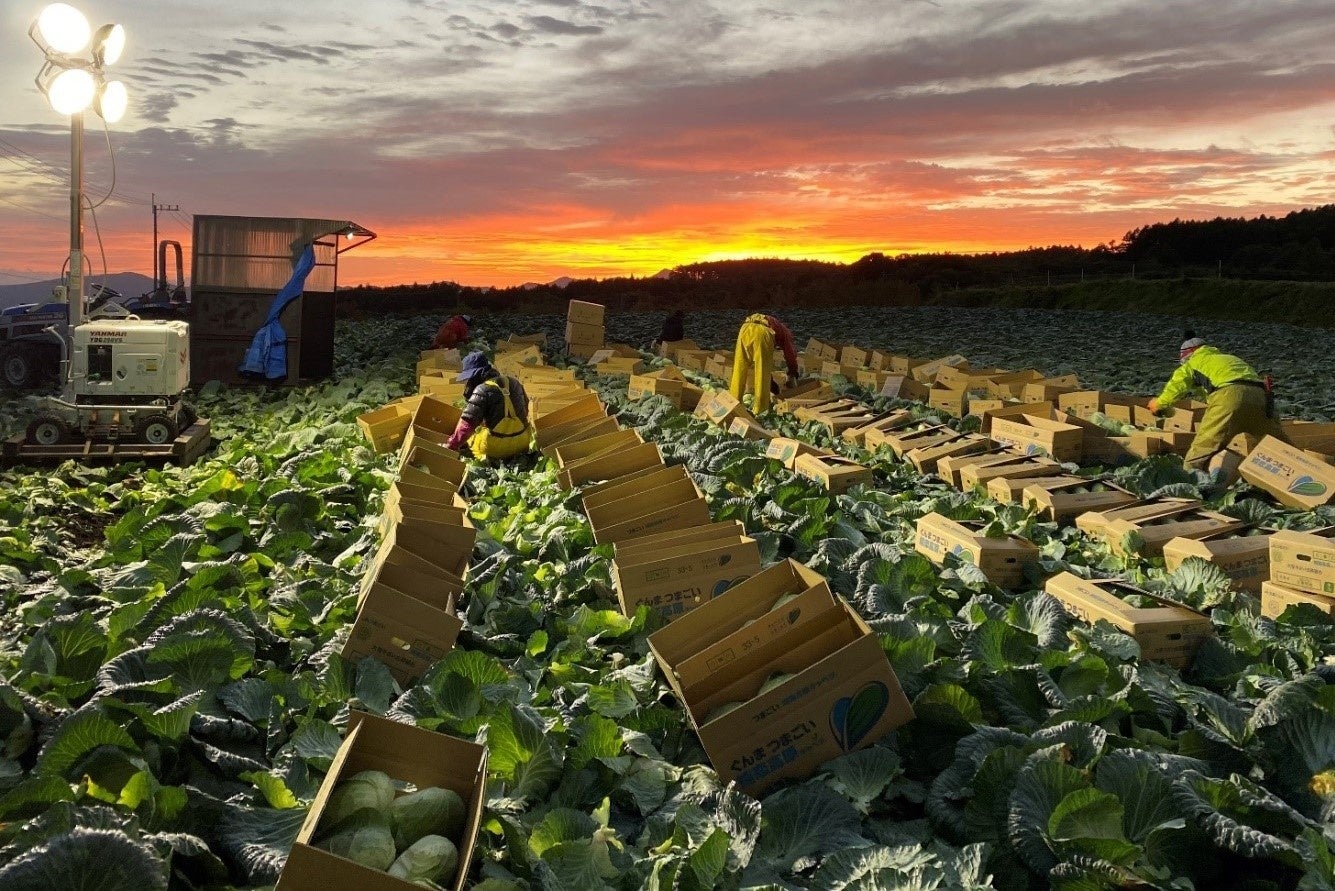 キャベツは気温の低い早朝の時間帯に1個ずつ包丁で切ります