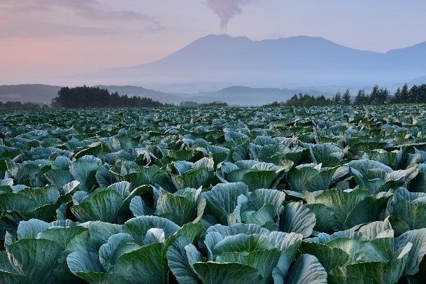 嬬恋村のキャベツ畑の総面積は約３０００ha