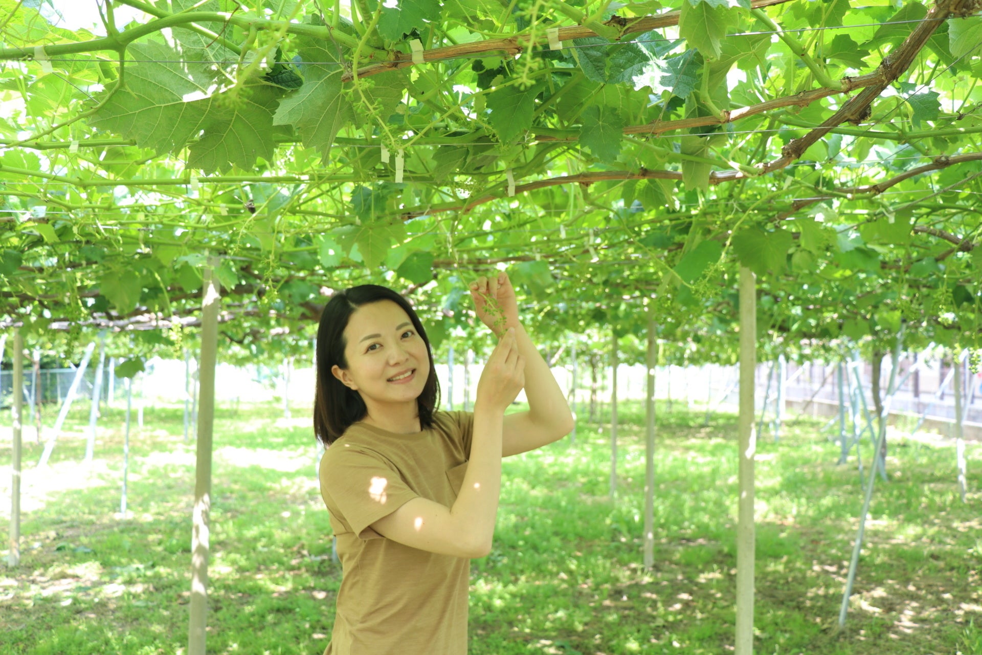 葡萄園「だーやまフルーツ」