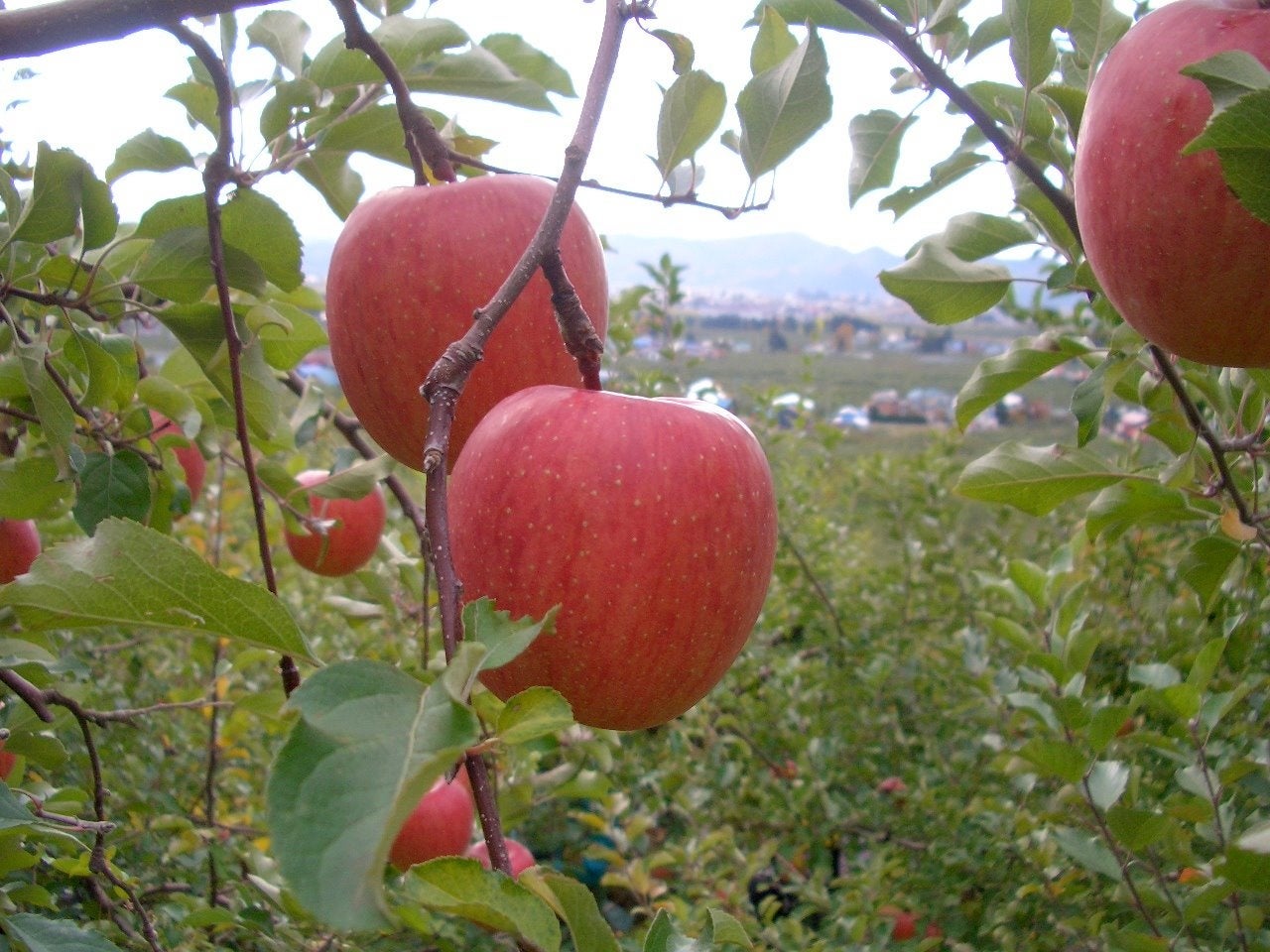 時期によってリンゴや梨、栗などが入ることも！