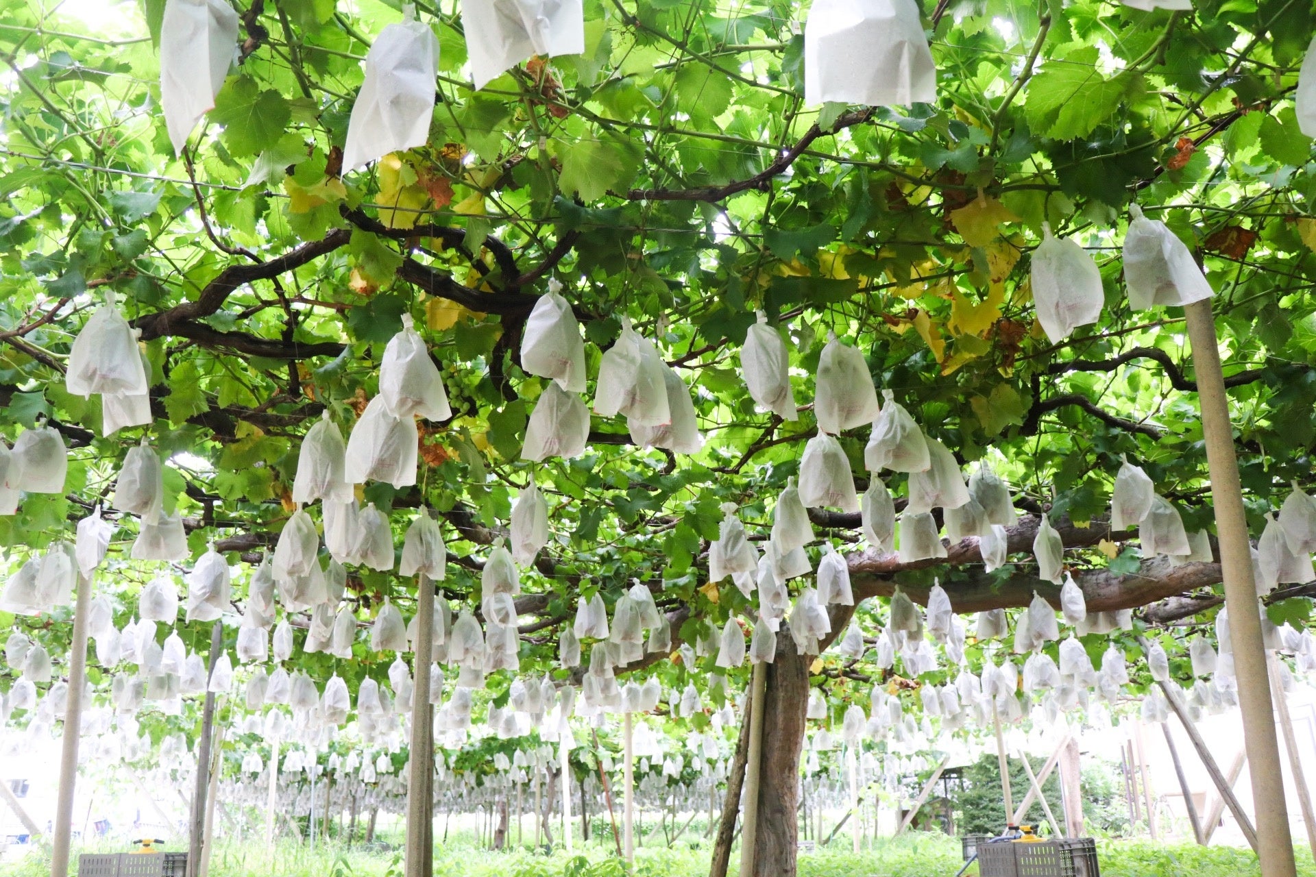 ぶどう農園イメージ（だーやまフルーツ）