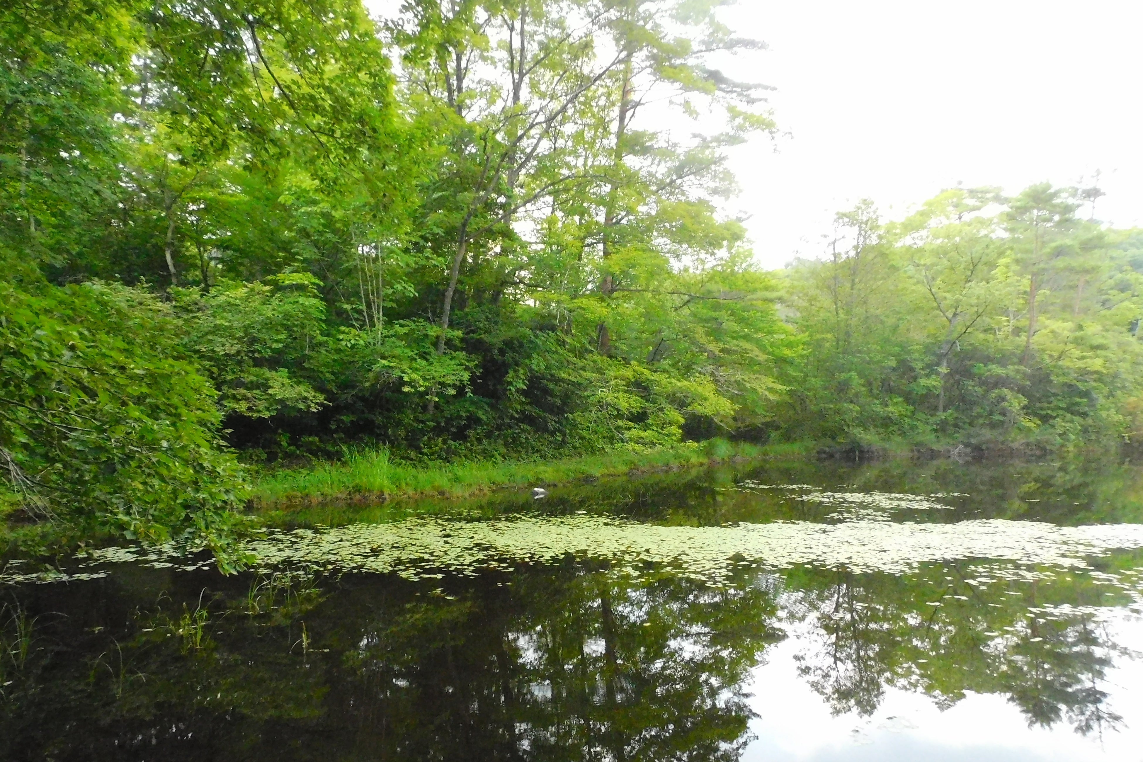 一面を鮮やかな緑色の葉で覆われる「じゅんさい沼」