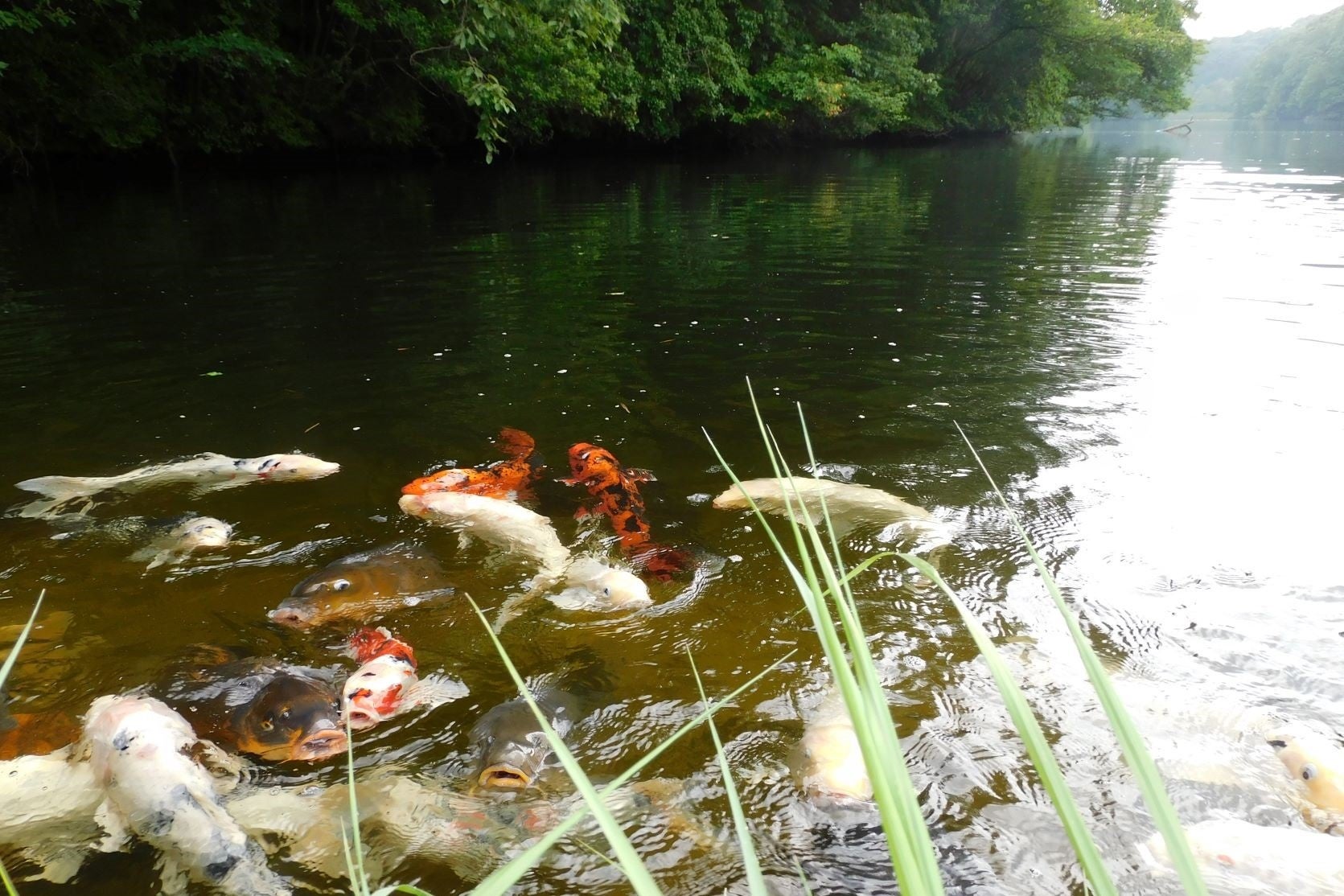 池の畔では色鮮やかな鯉の模様が水面に浮かびます