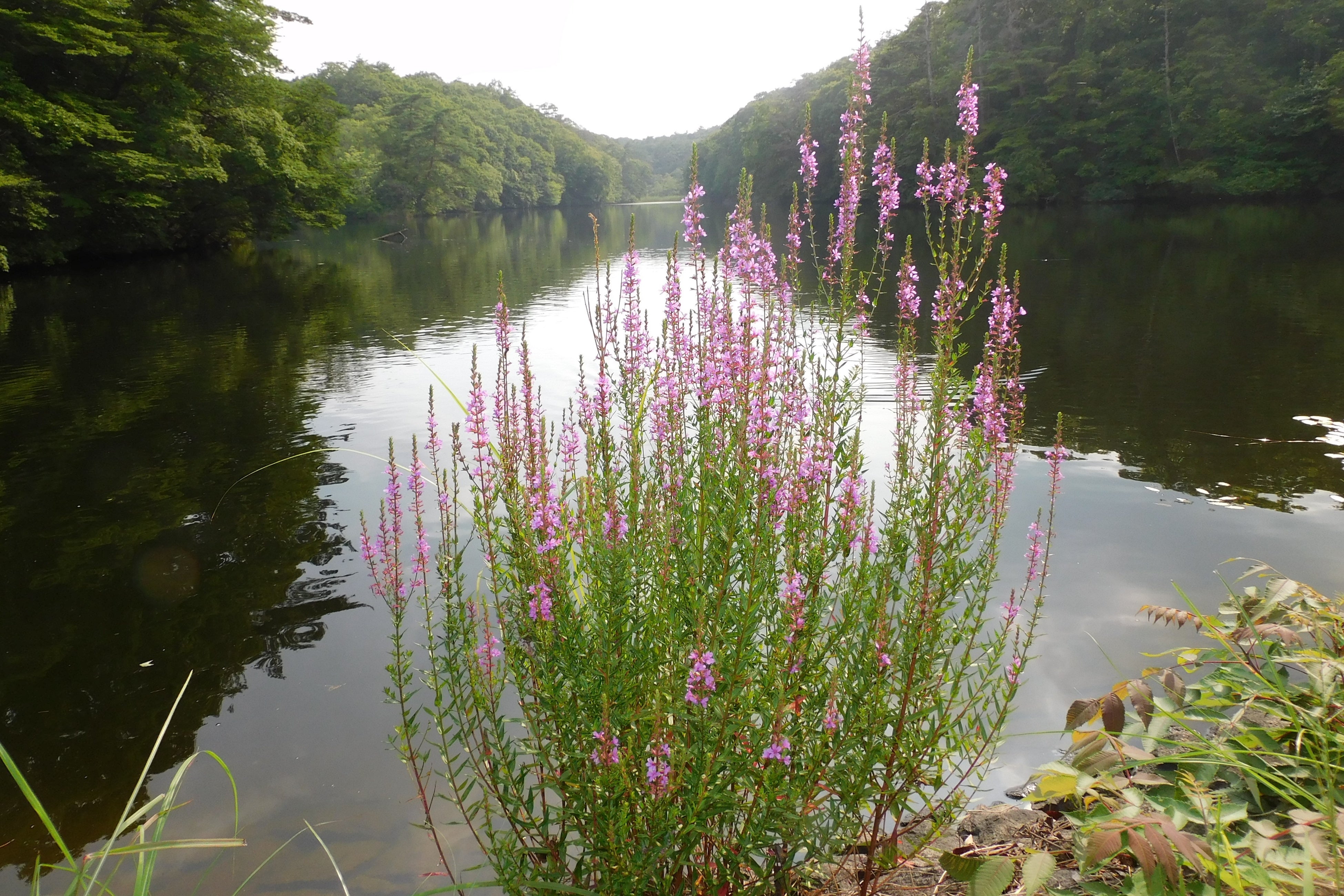 お盆の花としてよく使われ、盆花・精霊花の呼び名もある「エゾミソハギ」