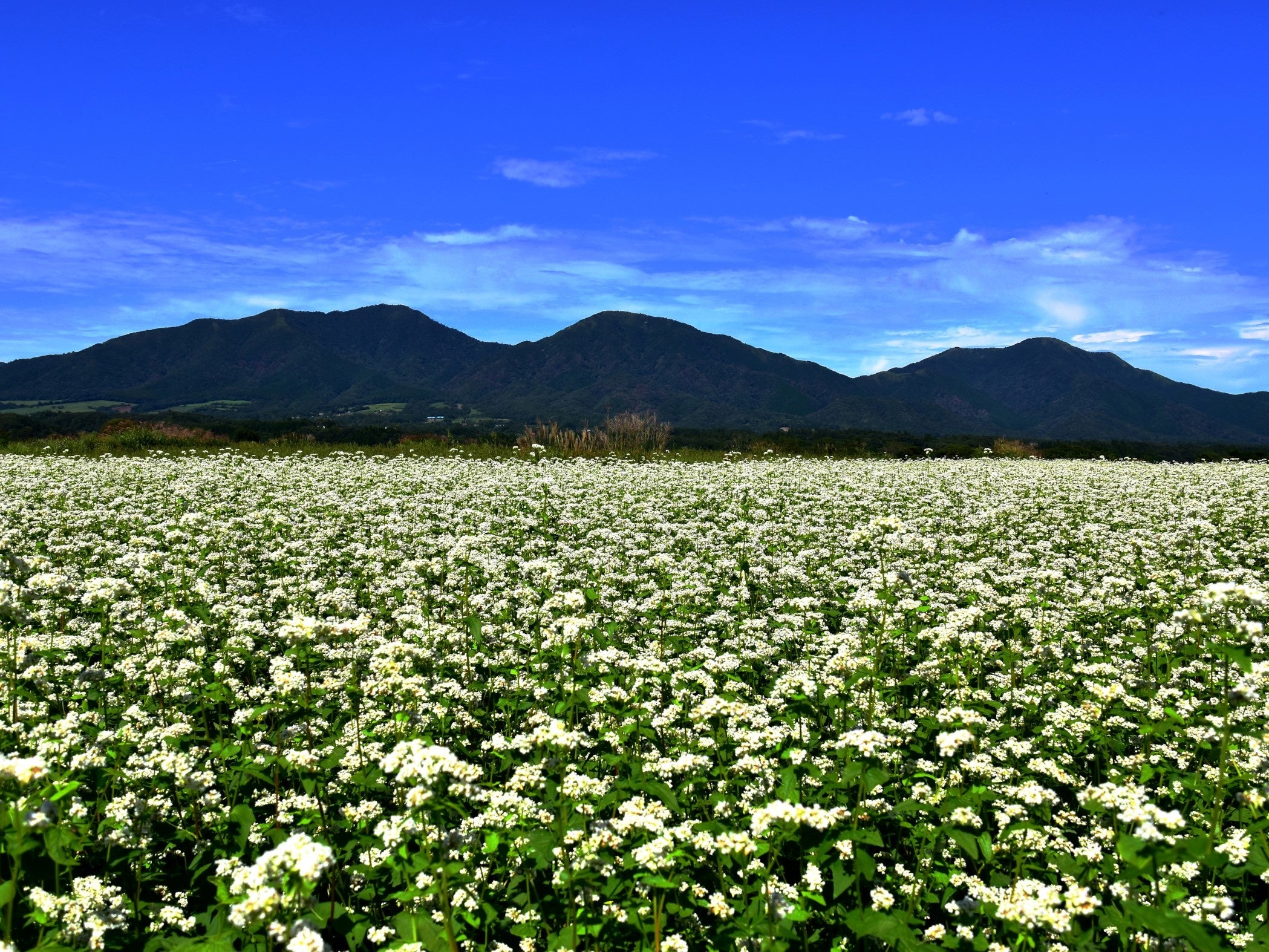 蒜山三座を望むソバ畑
