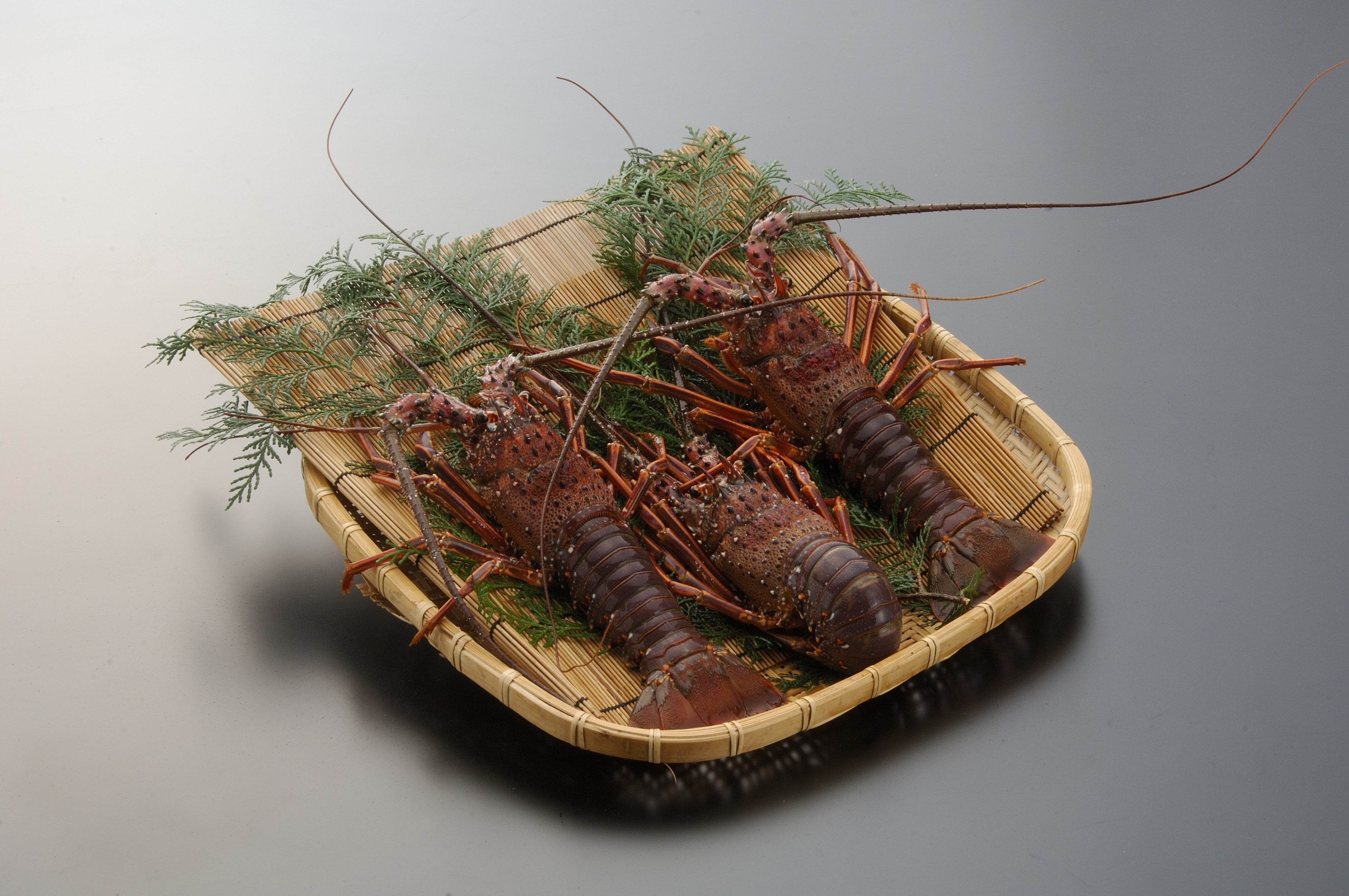 鹿児島、秋の風物詩「伊勢海老」