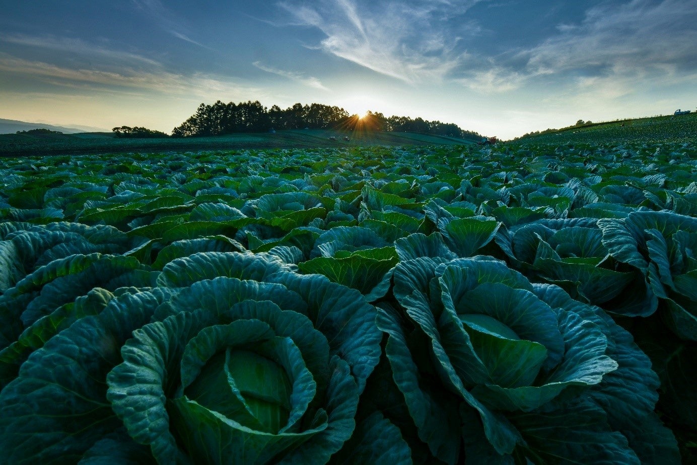 嬬恋キャベツは気温の低い早朝に１個１個丁寧に収穫されます