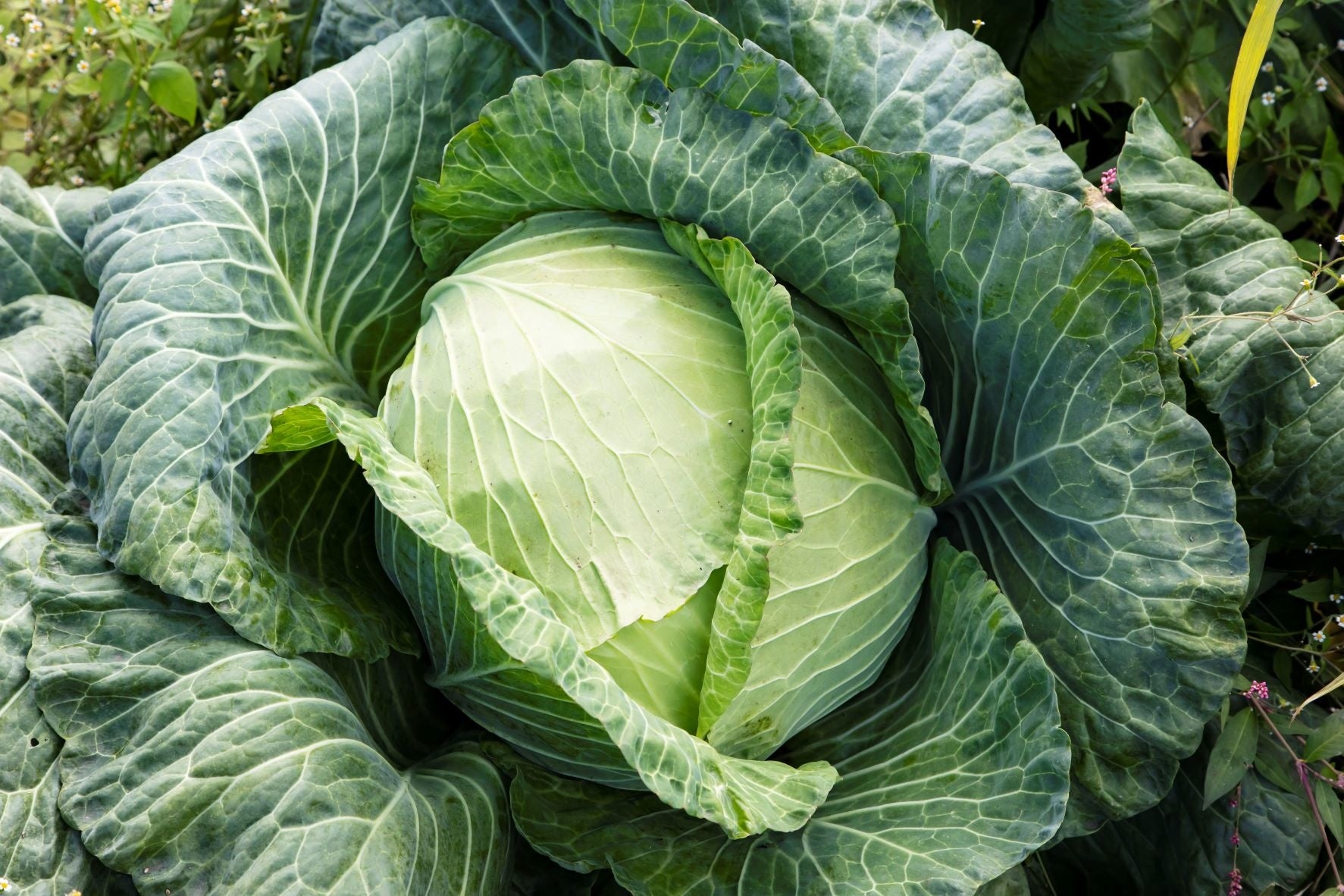 農家さんが 直接運んでくれた嬬恋高原キャベツを プレゼント します