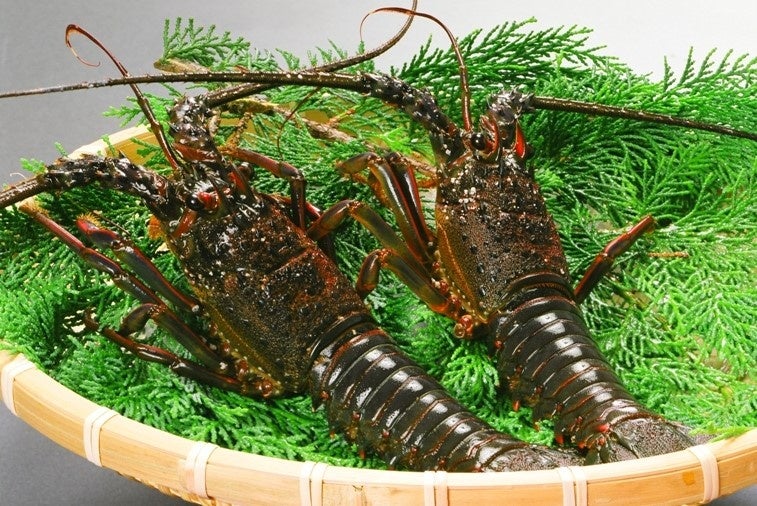 南紀で水揚げされる活き伊勢海老