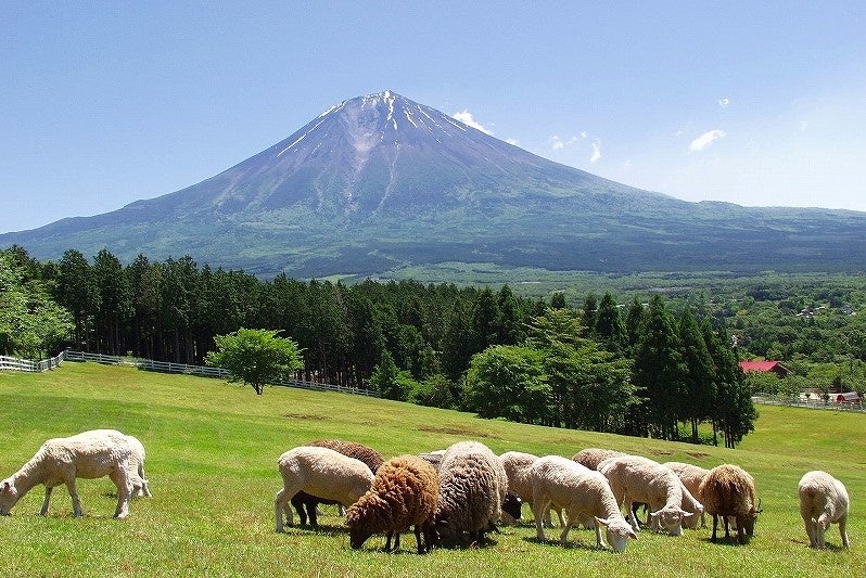 秋を楽しむイベントが盛りだくさん「まかいの牧場」