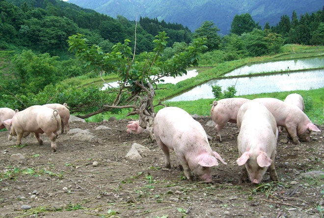 １頭あたり２０坪以上の広大な放牧地