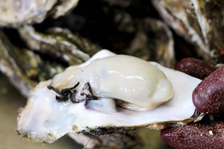 鈴木善幸さんの地元 岩手県山田町では牡蠣が旬を迎えました 山田かき小屋 では 蒸し焼き牡蠣の食べ放題が10月29日 土 から始まります 自然にときめくリゾート 休暇村のプレスリリース 鈴木善幸さんの地元 岩手県山田町では牡蠣が旬を迎えました 山田かき小屋 では 蒸し焼き牡蠣の食べ放題が10月29日 土 から始まります 自然にときめくリゾート 休暇村のプレスリリース