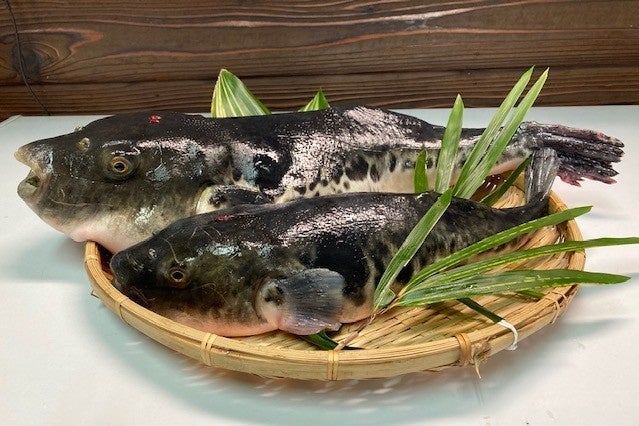 虎河豚