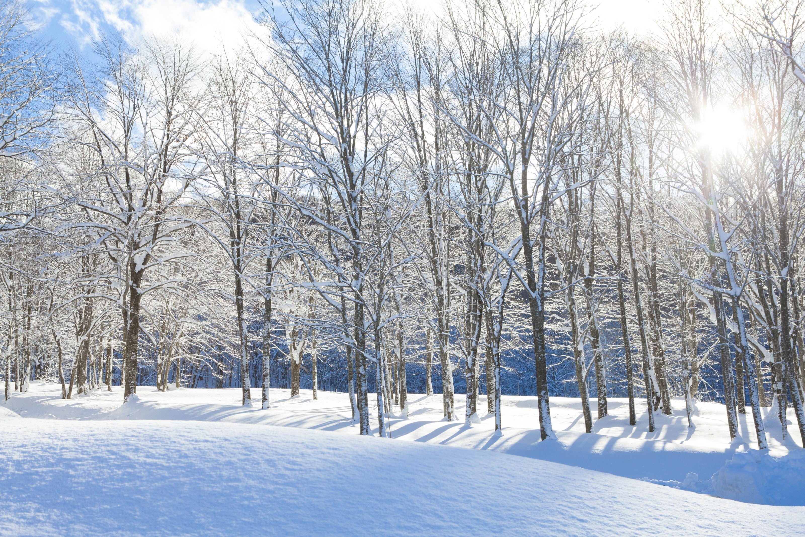 冬の装いをしたブナの森