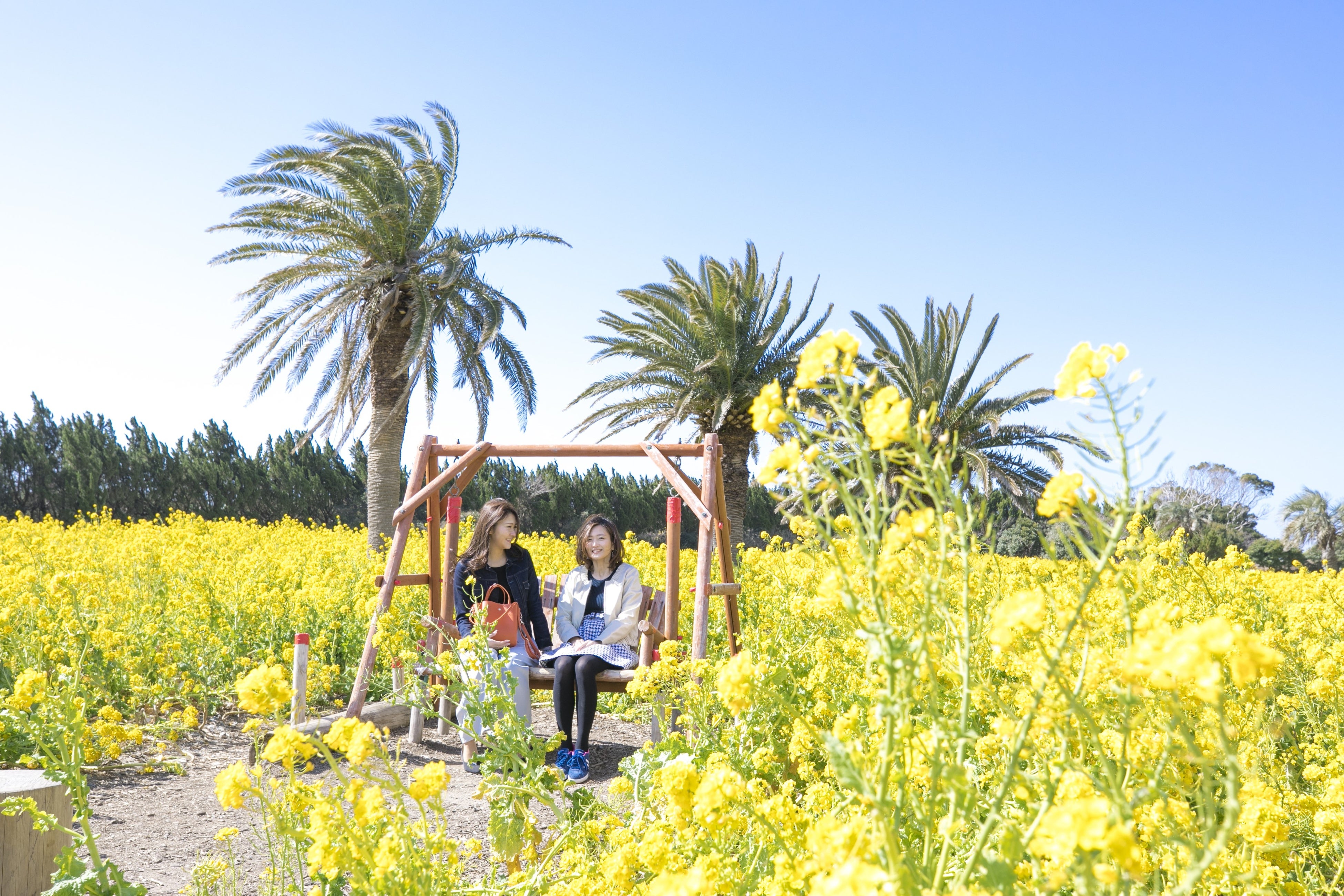 ブランコや菜の花ランウェイなどフォトスポットもたくさん