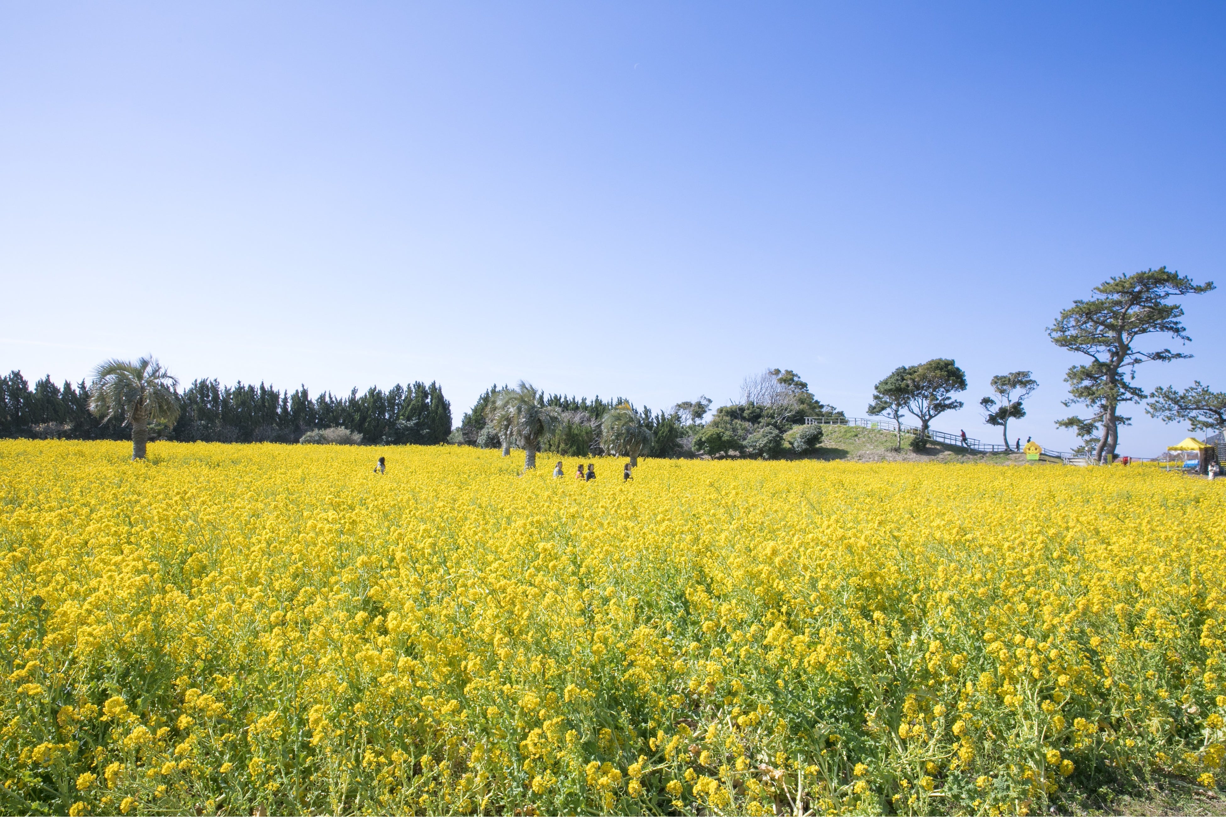 伊良湖菜の花ガーデン