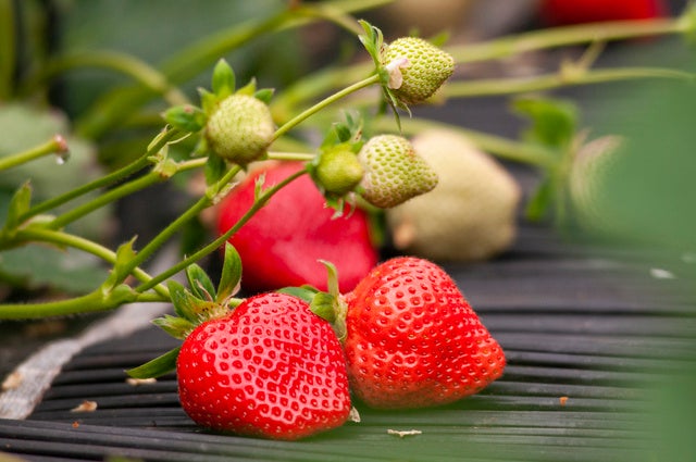 福岡県の生産者のみが生産できる希少なイチゴ「あまおう」（Pixta提供）