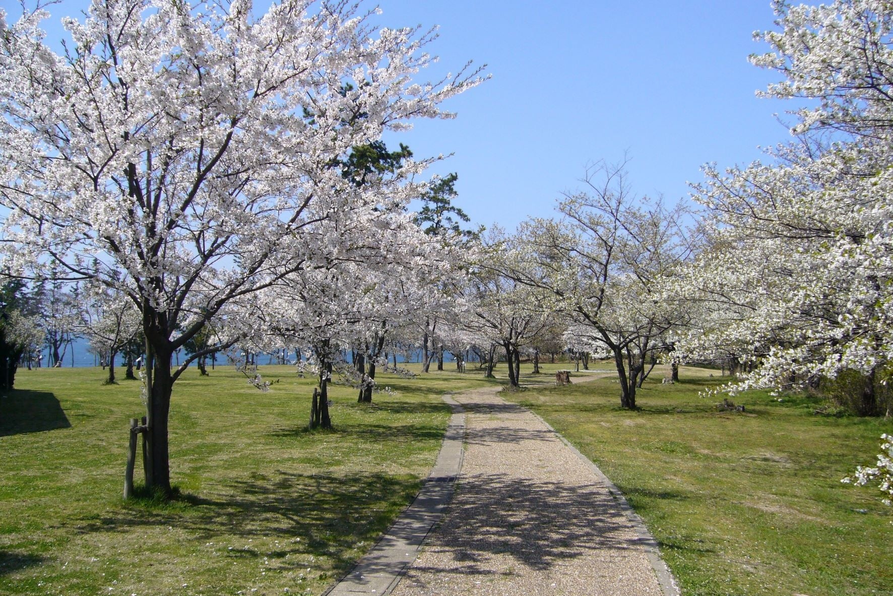 ホテルの芝生園地遊歩道の桜並木