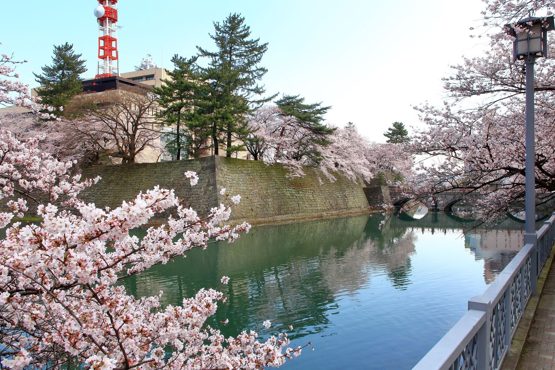 福井城址：内堀の水面に映る桜、桜の花びらが織りなす花筏は圧巻です