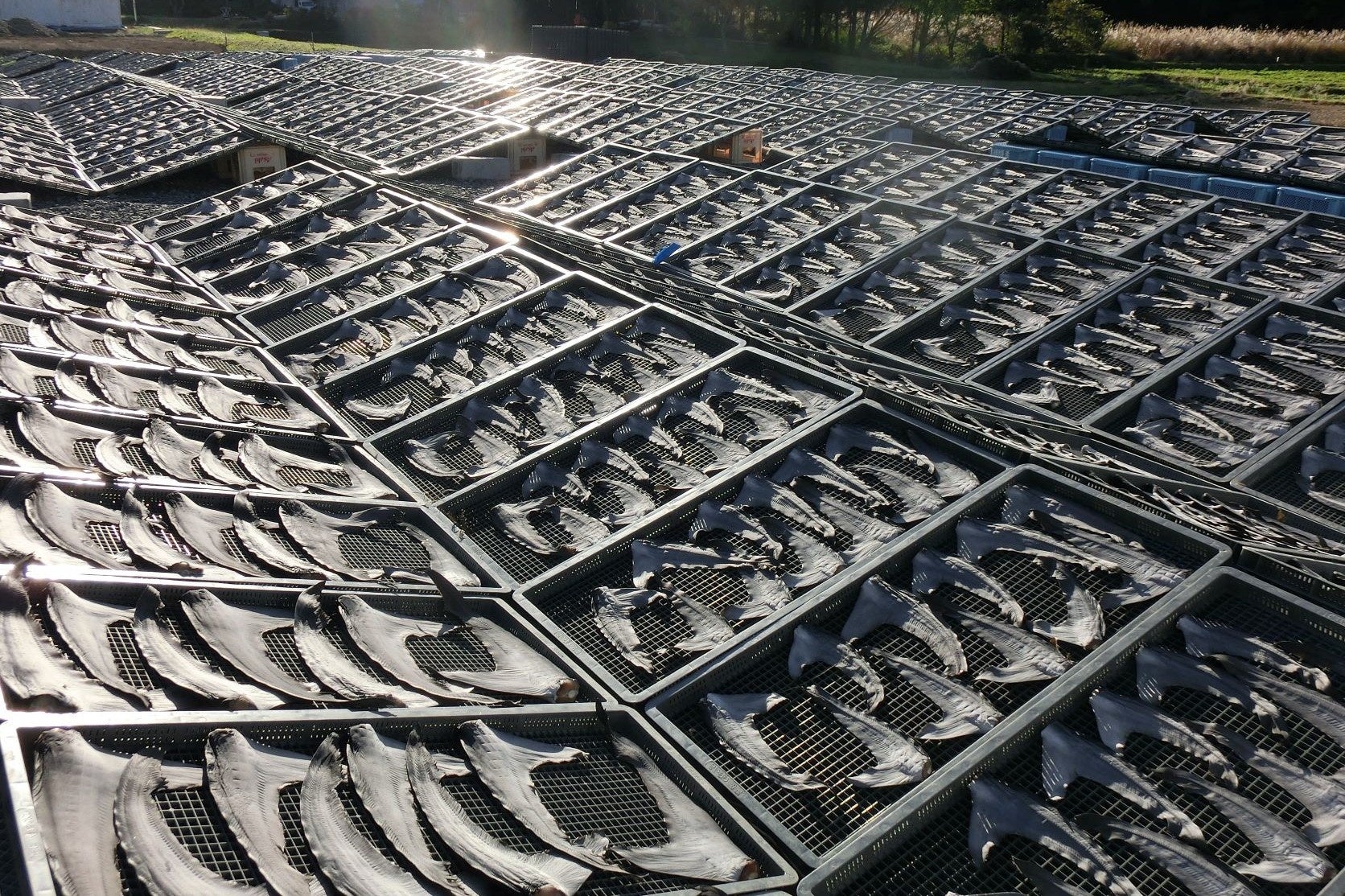 冬の風物詩「ふかひれの天日干し」：天日干しでじっくり熟成させると、ふかひれ独特の香りが生まれます