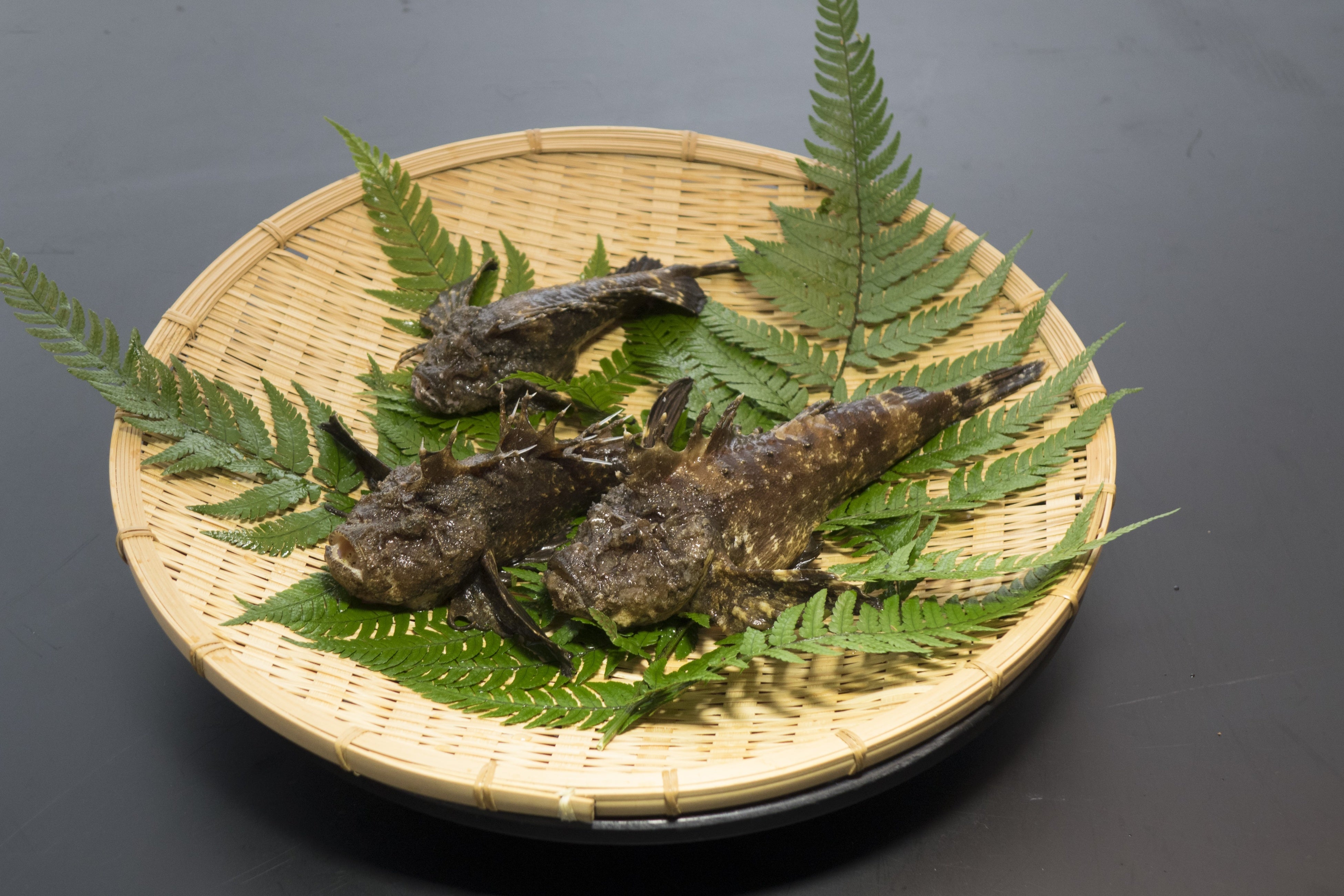 高級魚「おこぜ」