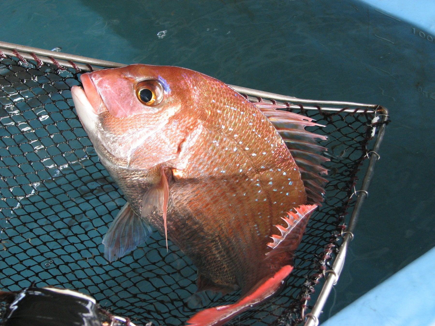 春に旬を迎える桜鯛