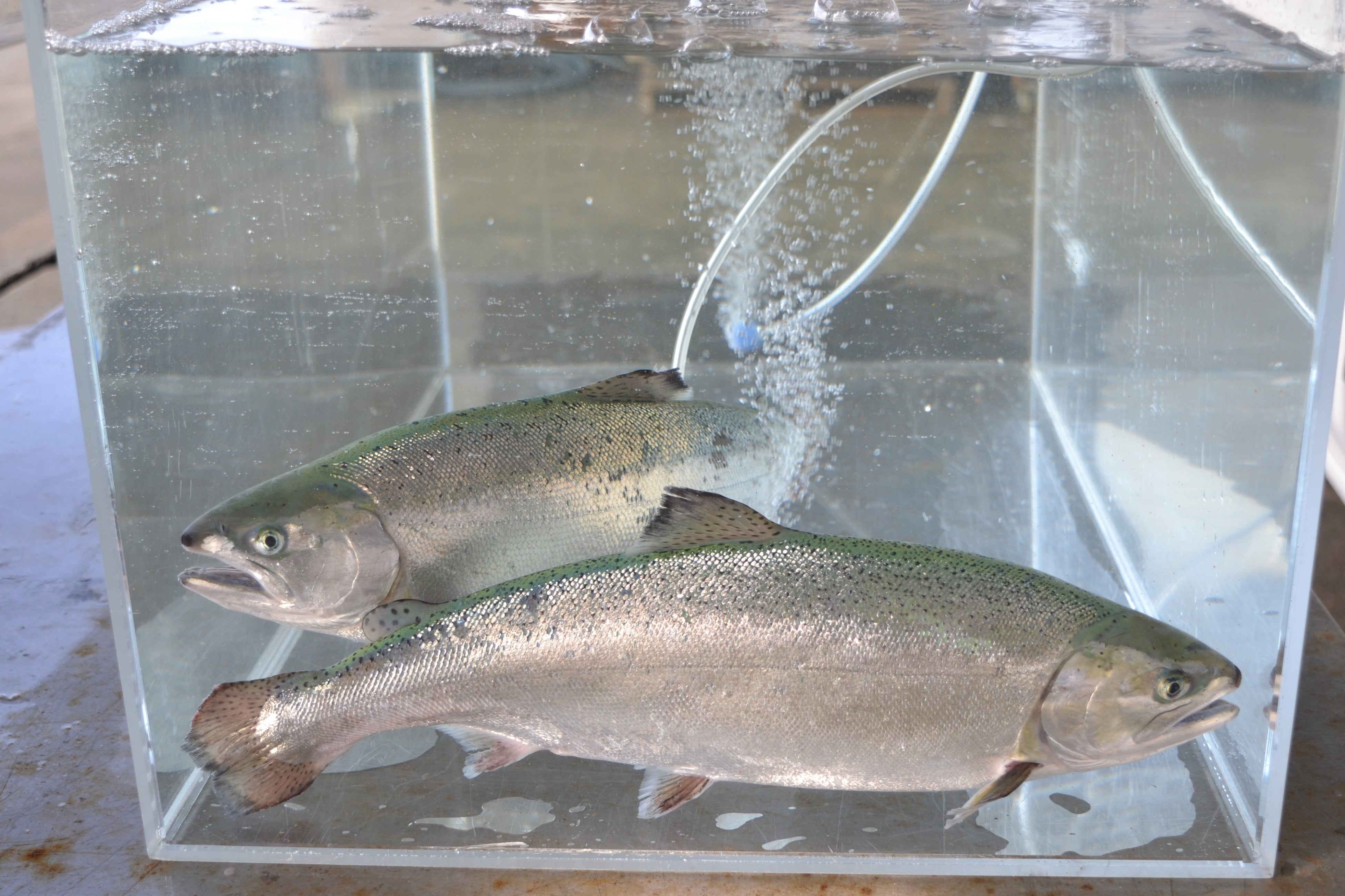 淡路島サクラマス