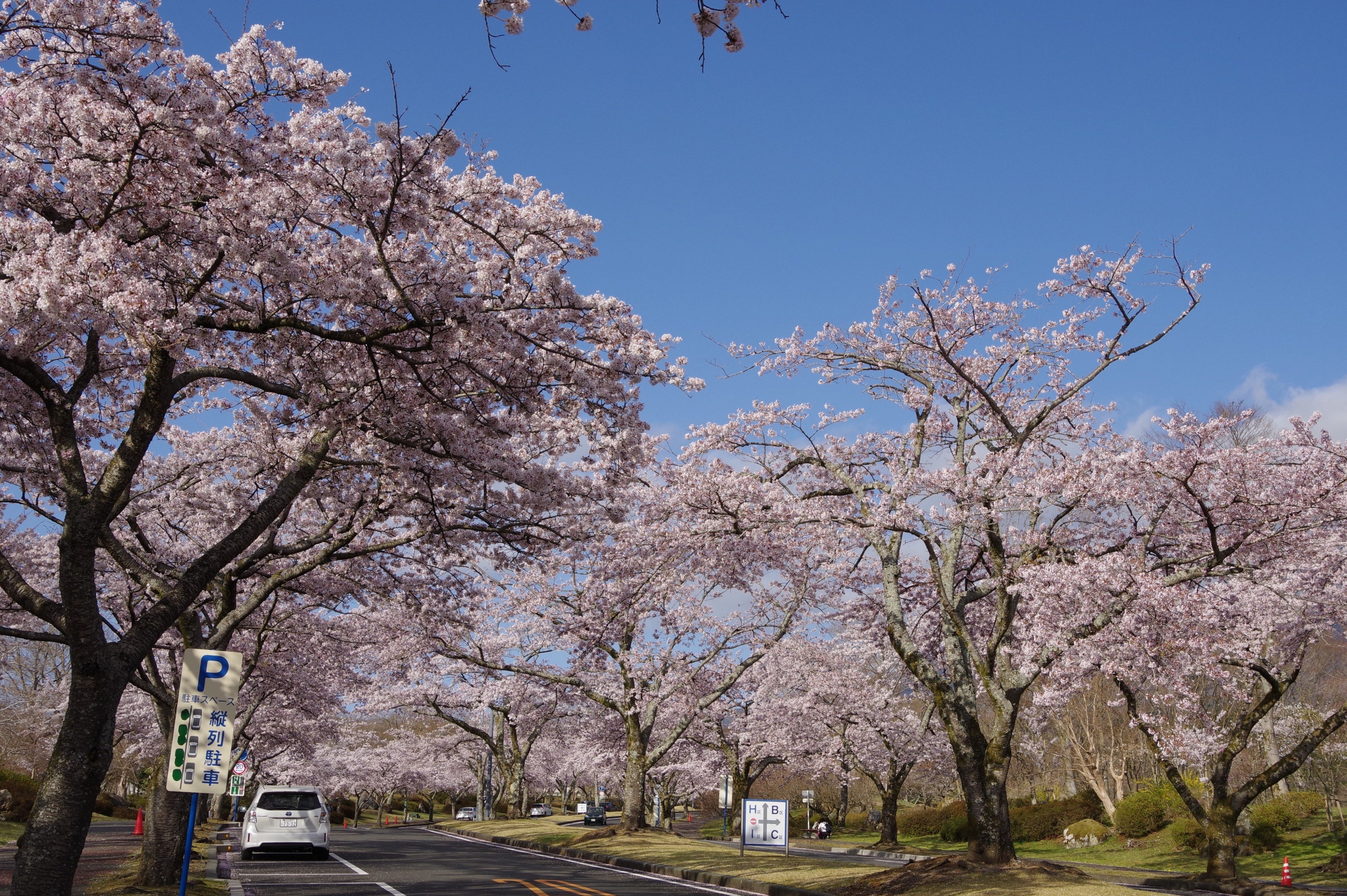 富士桜自然墓地公園