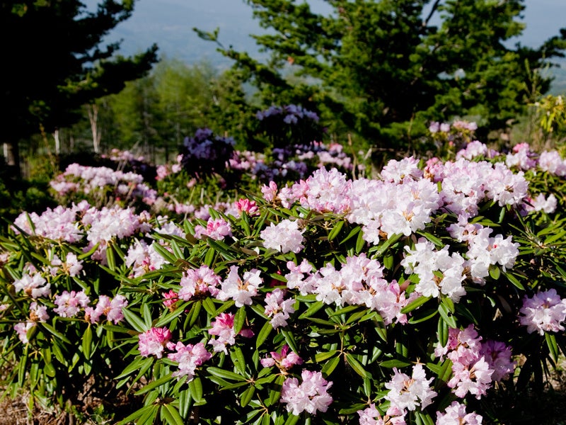 浅間高原シャクナゲ園