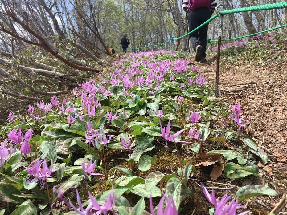 4月12日に尾根沿いの登山道に保護ロープ設置（写真は昨年の様子）