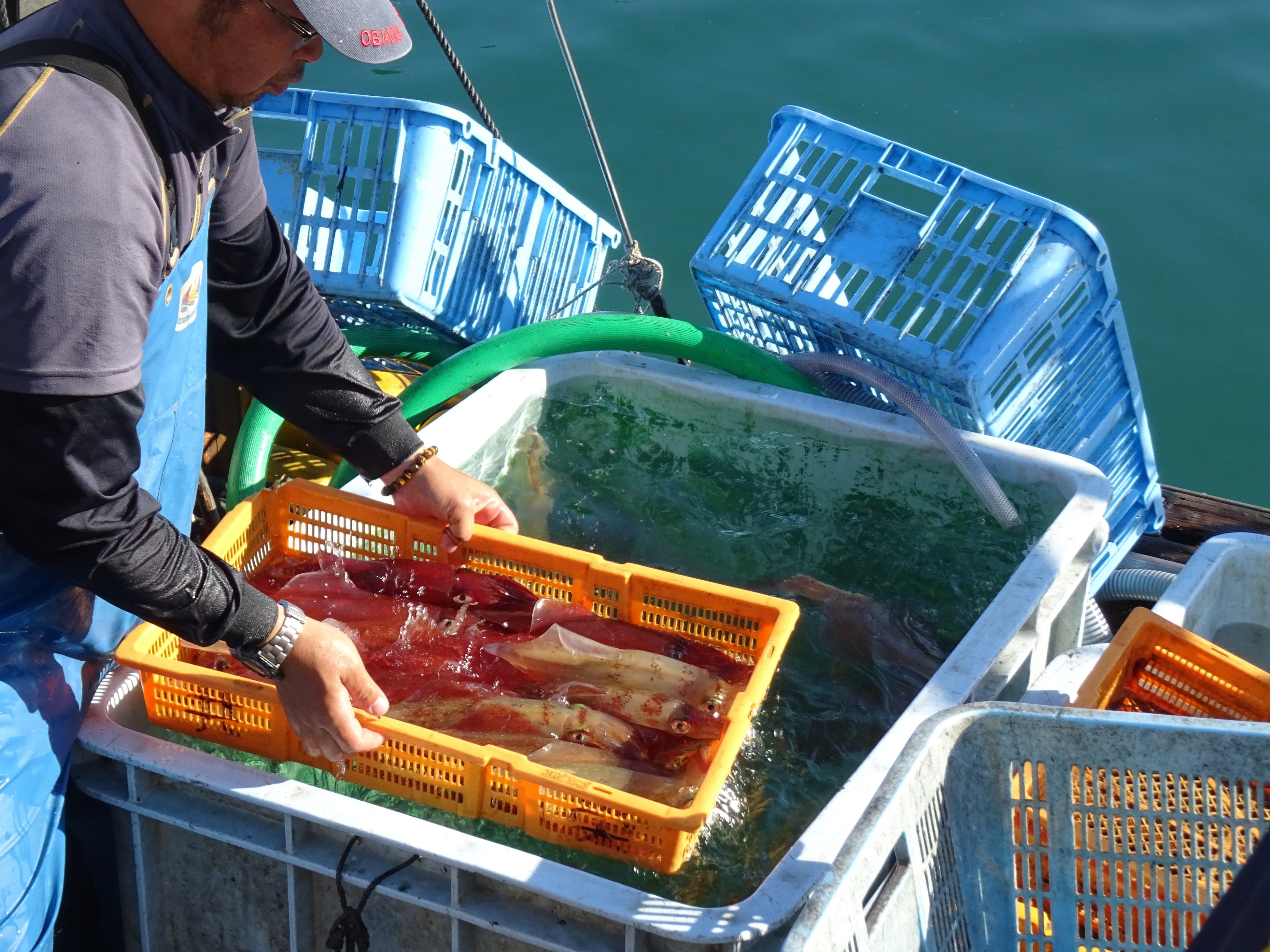 新鮮な烏賊を丁寧に取り扱います