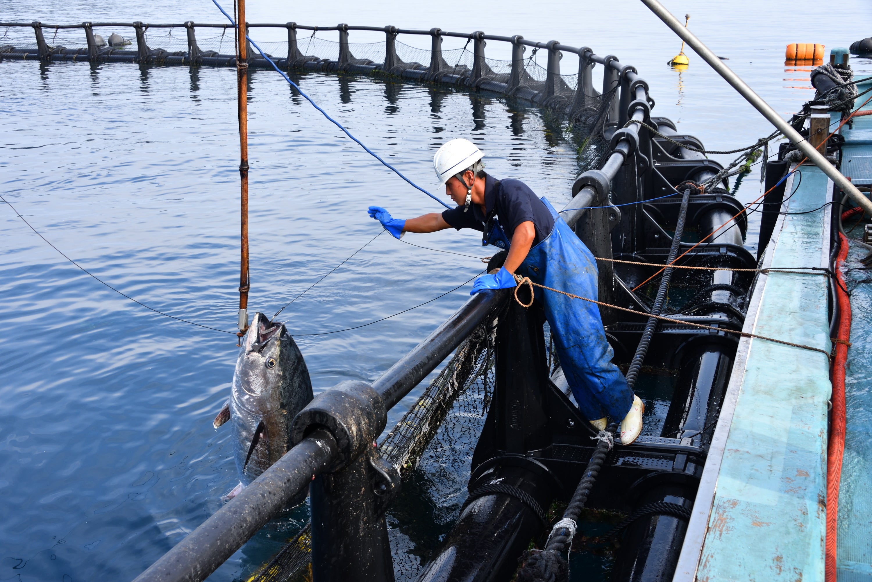 「だてまぐろ」水揚げの様子