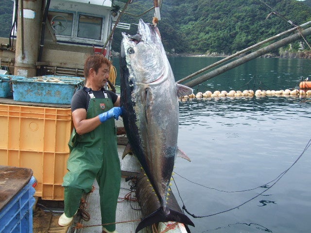 「だてまぐろ」水揚げの様子